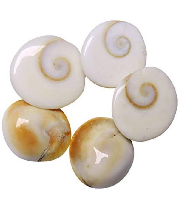 Gomati Chakra Set of 5