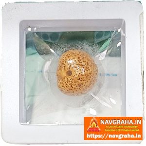1 Mukhi Rudraksh with X-Ray Report and Certificate - Navgraha.in