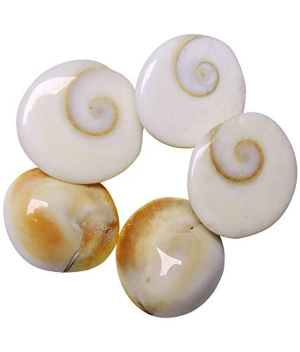 Gomati Chakra Set of 5 – Navgraha.in