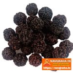 Panchmukhi 5 Mukhi Rudraksh Black Natural (Price per one piece) - Navgraha.in