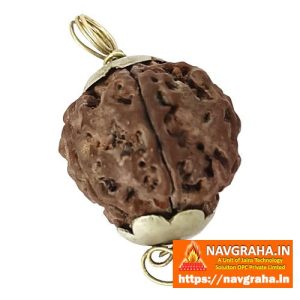 Panch Mukhi Rudraksh 1 Piece - Navgraha.in