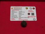 5 Mukhi Rudraksha Nepal Navgraha Certified - Navgraha