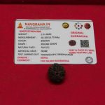 Authentic 5 Mukhi Rudraksha Nepal | Sacred Shiva Bead for Meditation & Protection