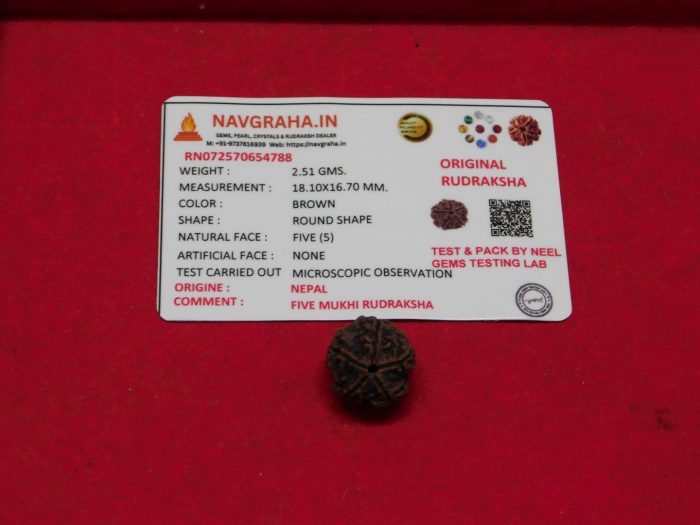 5 Mukhi Rudraksha Nepal Navgraha Certified - Navgraha - Image 1
