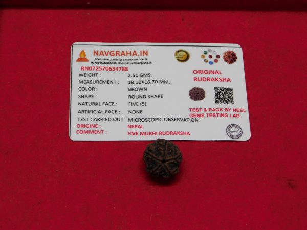 5 Mukhi Rudraksha Nepal Navgraha Certified - Navgraha