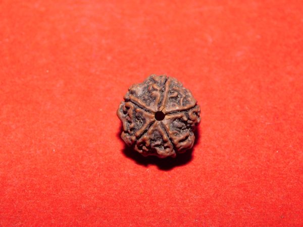 5 Mukhi Rudraksha Nepal Navgraha Certified - Navgraha - Image 3
