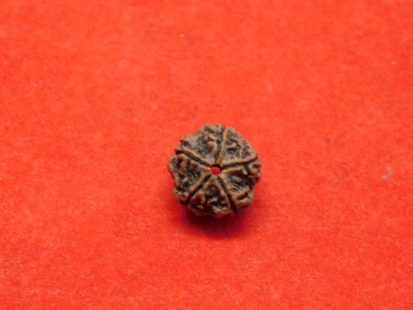 5 Mukhi Rudraksha Nepal Navgraha Certified - Navgraha - Image 2