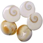 Gomati Chakra Set of 5 – Navgraha.in