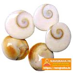 Gomati Chakra 11 Piece Set | Traditional Spiritual Stones – Navgraha.in - Image 3