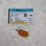 Shukra Mani Natural Shrifal Gemological Certified | Authentic Spiritual Accessory