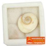 Gomati Chakra 11 Piece Set | Traditional Spiritual Stones – Navgraha.in - Image 2