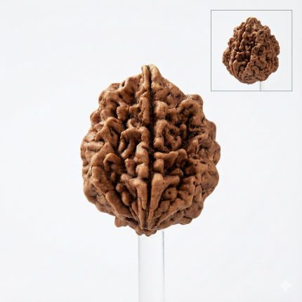 2 mukhi rudraksha