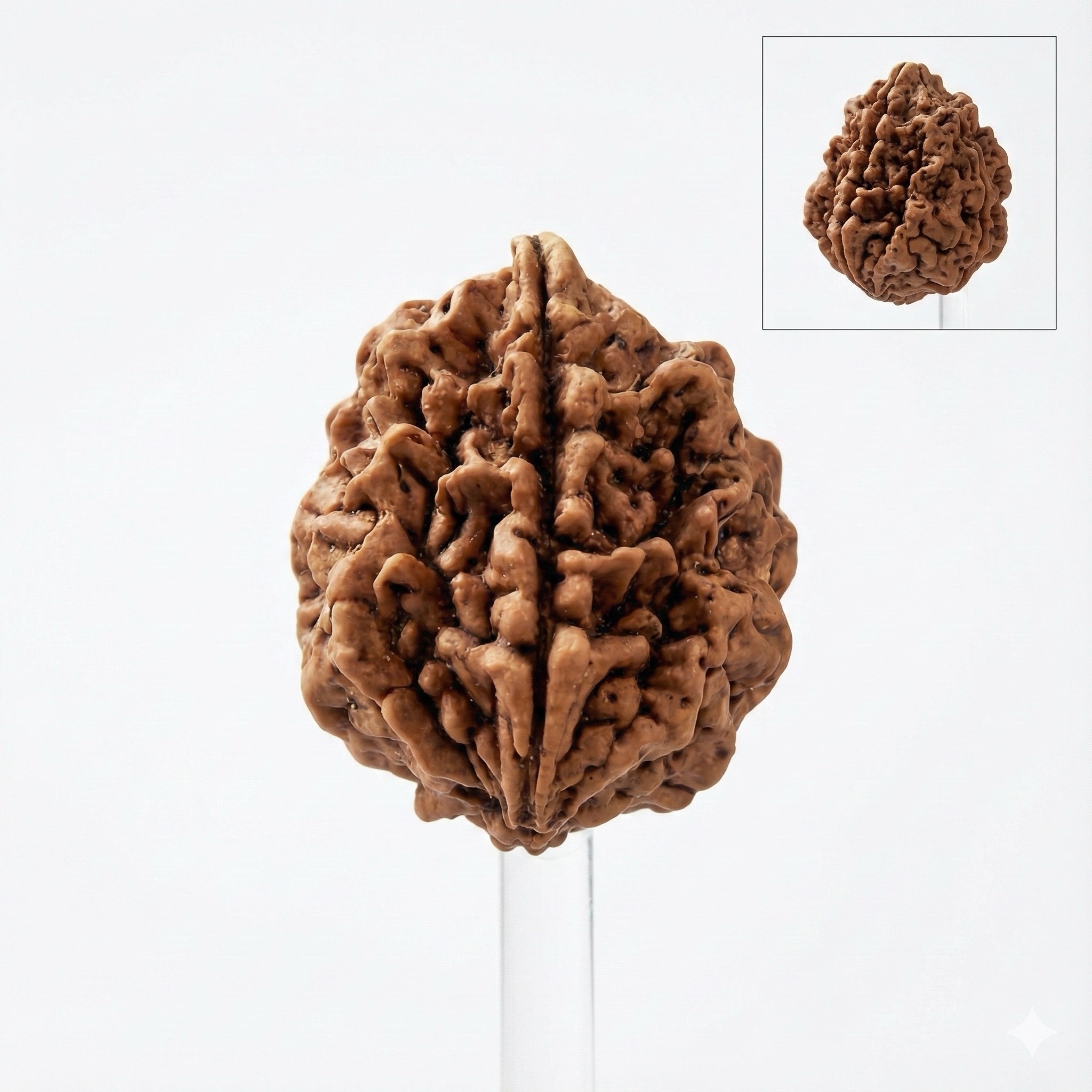 2 mukhi rudraksha