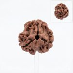 3 Mukhi Rudraksha + Lab Certificate – Agni Energy Healing Bead (Certified) - Image 2