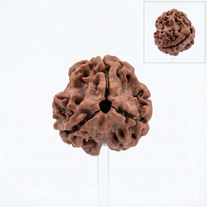 3 Mukhi Rudraksha + Lab Certificate &ndash; Agni Energy Healing Bead (Certified) - Image 2