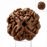 Authentic 4 Mukhi Rudraksha + Lab Certificate: For Knowledge, Wisdom & Communication (Goddess Saraswati Bead) - Image 2