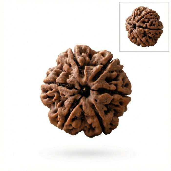 6 Mukhi Rudraksha + Lab Certificate&ndash; Kartikeya Courage & Confidence Bead (Certified) - Image 2