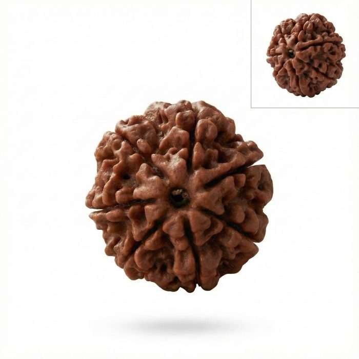 7 Mukhi Rudraksha + Lab certificate&ndash; Mahalakshmi Wealth & Fortune Bead (Certified) - Image 2