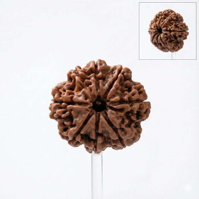 8 Mukhi Rudraksha &ndash; Ganesh Obstacle Remover Bead (Certified) - Image 2